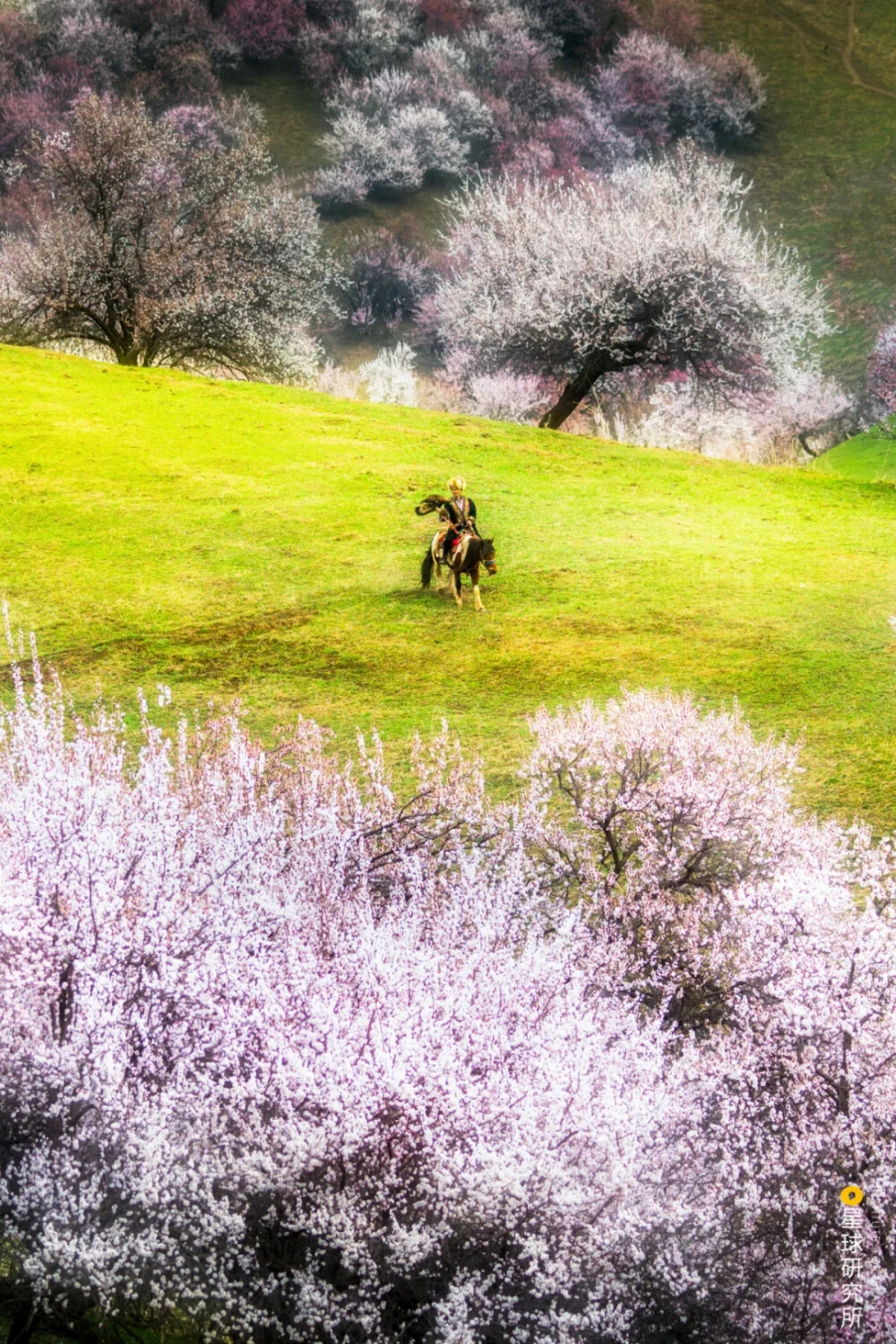 春花烂漫