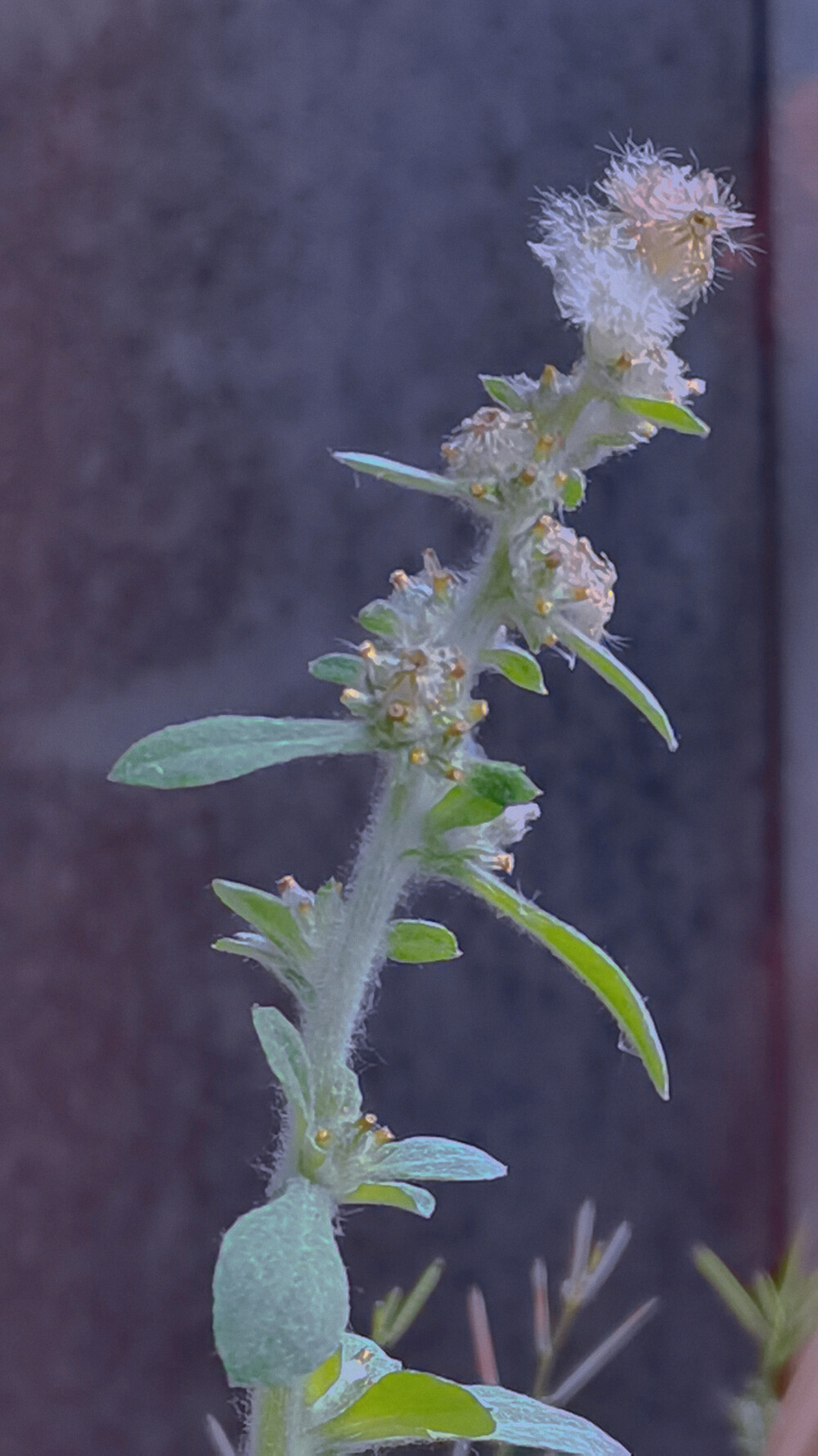 万万没想到——仙人掌和一些不知名植物