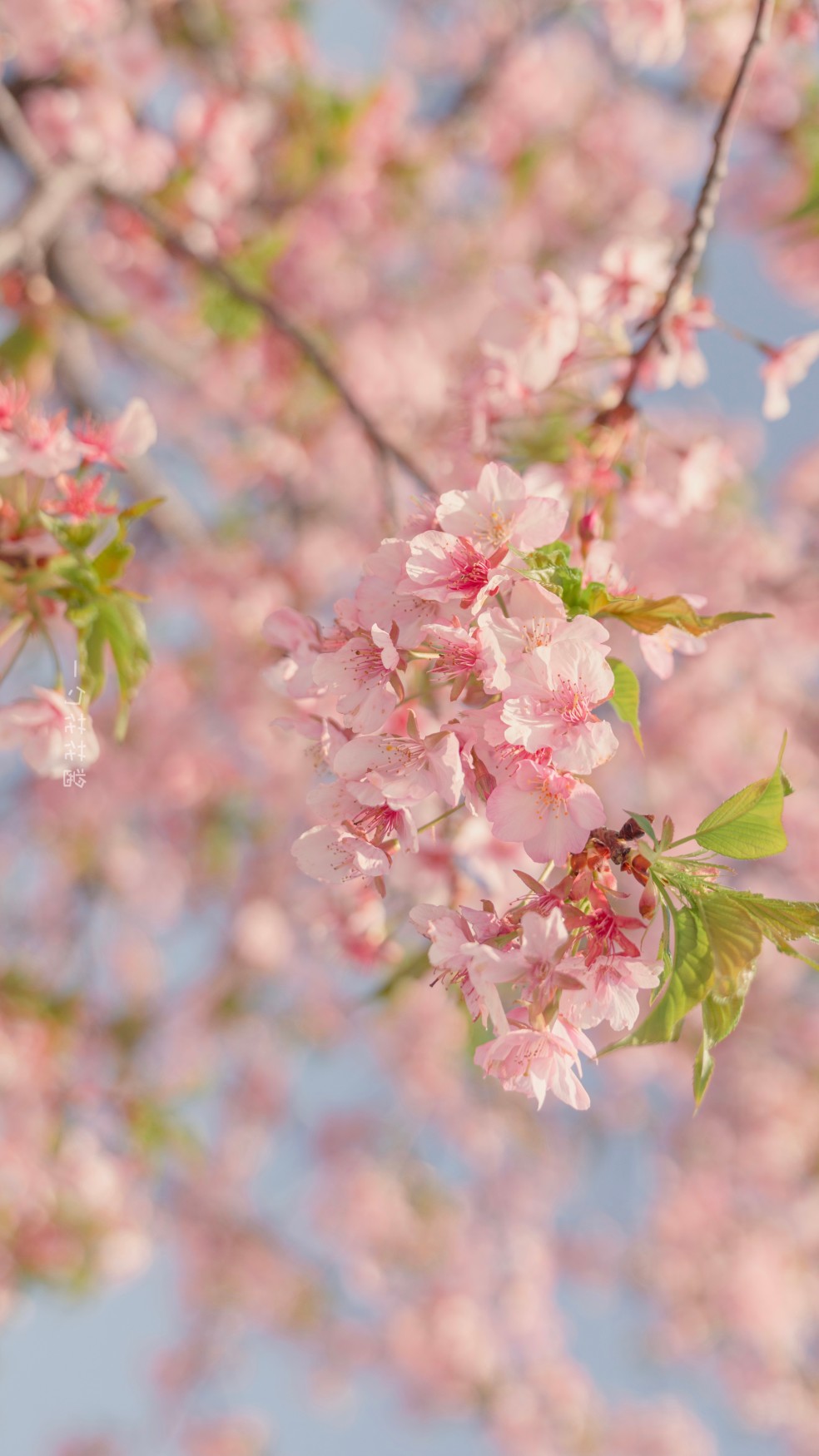 樱花