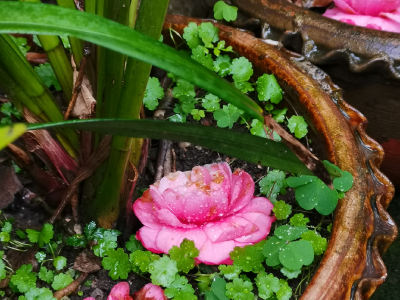 —春天会在每个夜晚数它的花朵