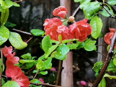 —春天会在每个夜晚数它的花朵