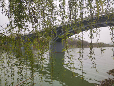 美丽吉安：袅袅垂柳迎春风
3月5日，在江西吉安白鹭洲书院廊桥处，垂柳在春风的吹拂下，扭动着欢快的舞姿、奏响那动人的音符，真是美景如画、风情万种。（摄/肖勇）