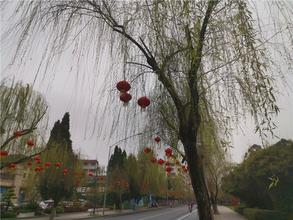 美丽吉安：袅袅垂柳迎春风
3月5日，在江西吉安白鹭洲书院廊桥处，垂柳在春风的吹拂下，扭动着欢快的舞姿、奏响那动人的音符，真是美景如画、风情万种。（摄/肖勇）