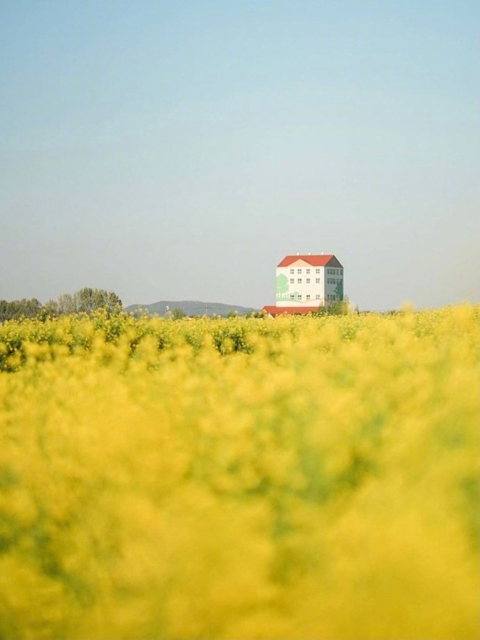 油菜花