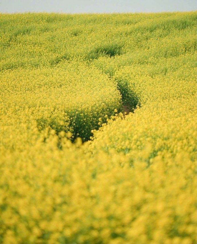 油菜花