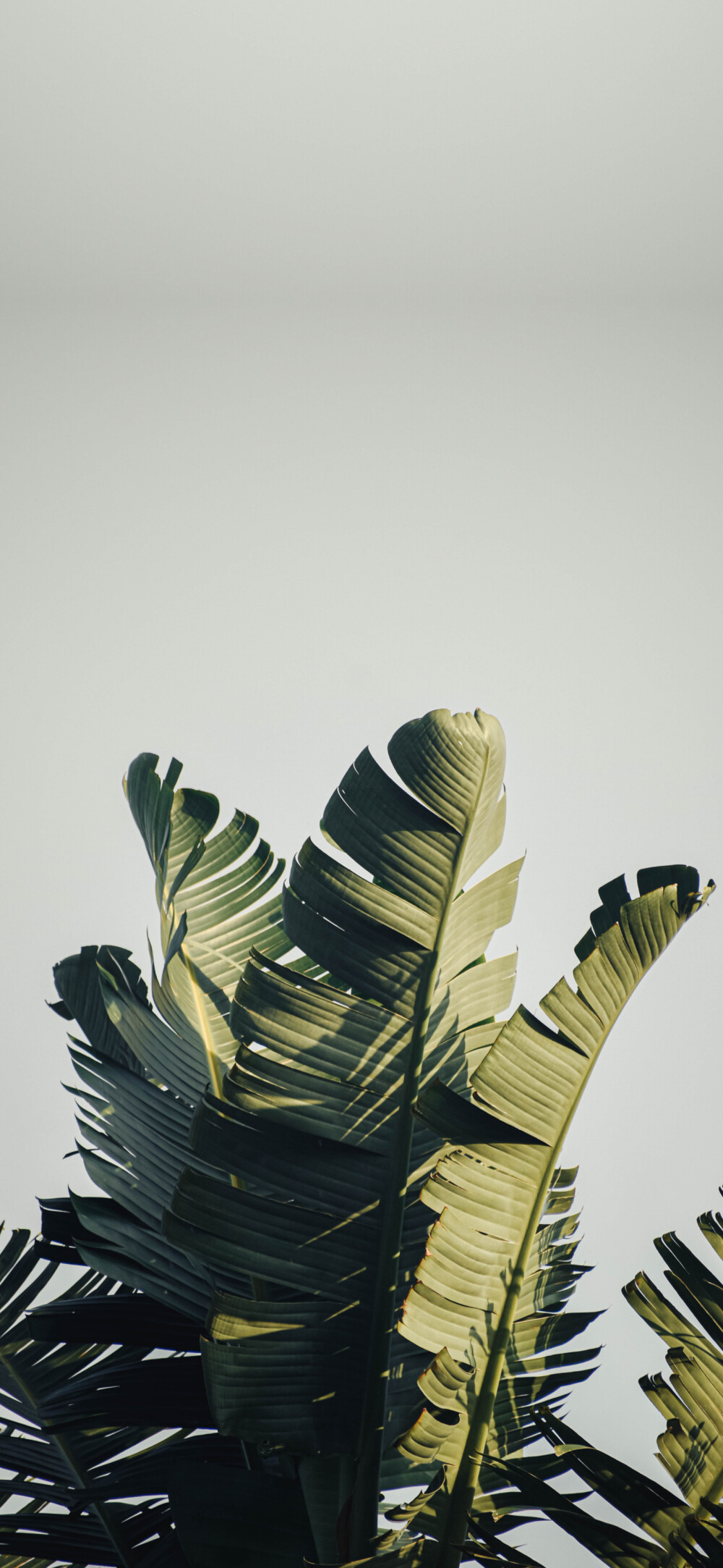 Rae
转自：新浪微博