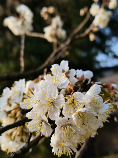 春天留在照片里