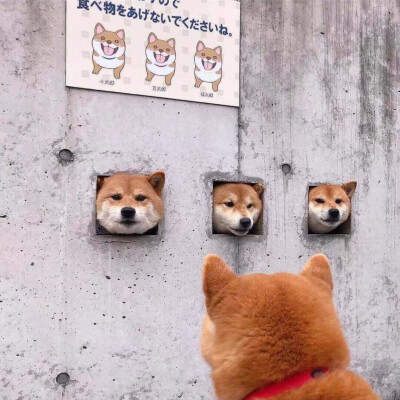 柴犬头像