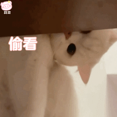 更新一波表情包