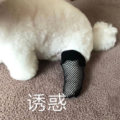 更新一波表情包