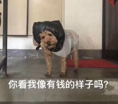 更新一波表情包