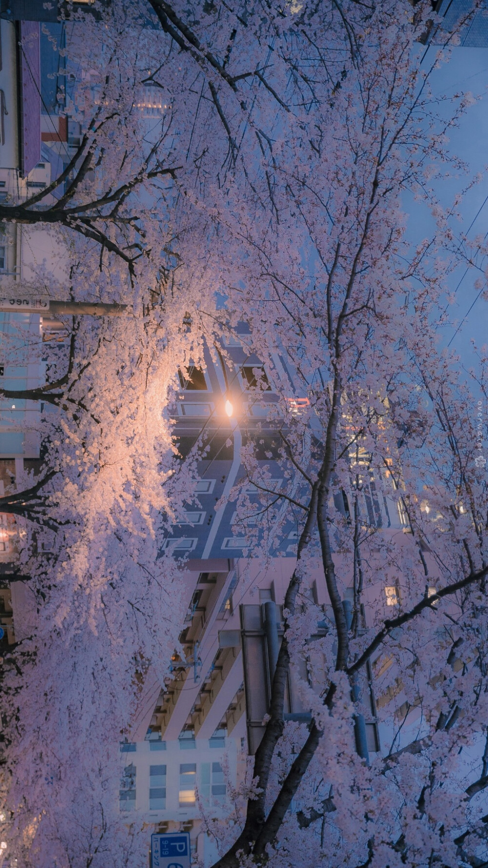 樱花 壁纸/背景图