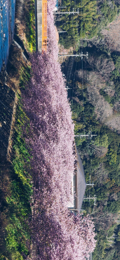 樱花 壁纸/背景图