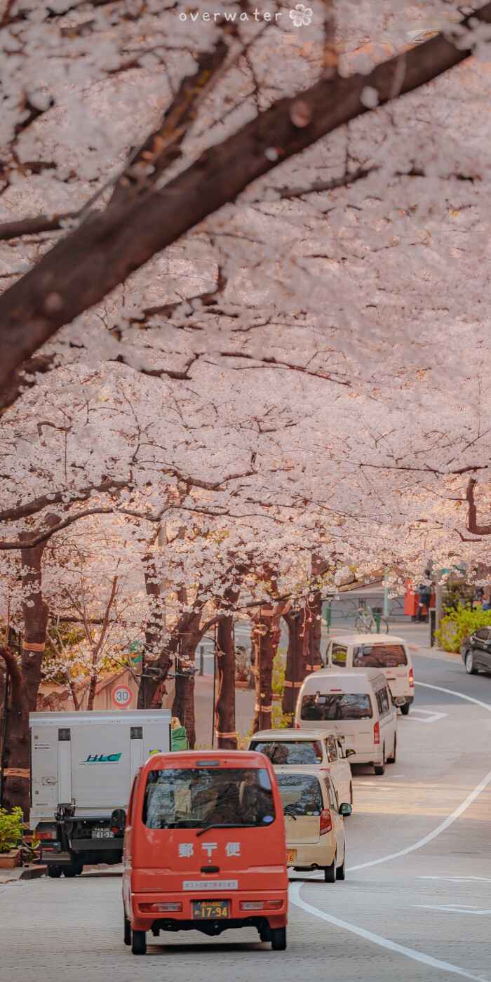 樱花 壁纸/背景图