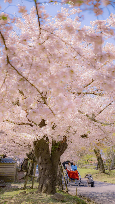 樱花 壁纸/背景图