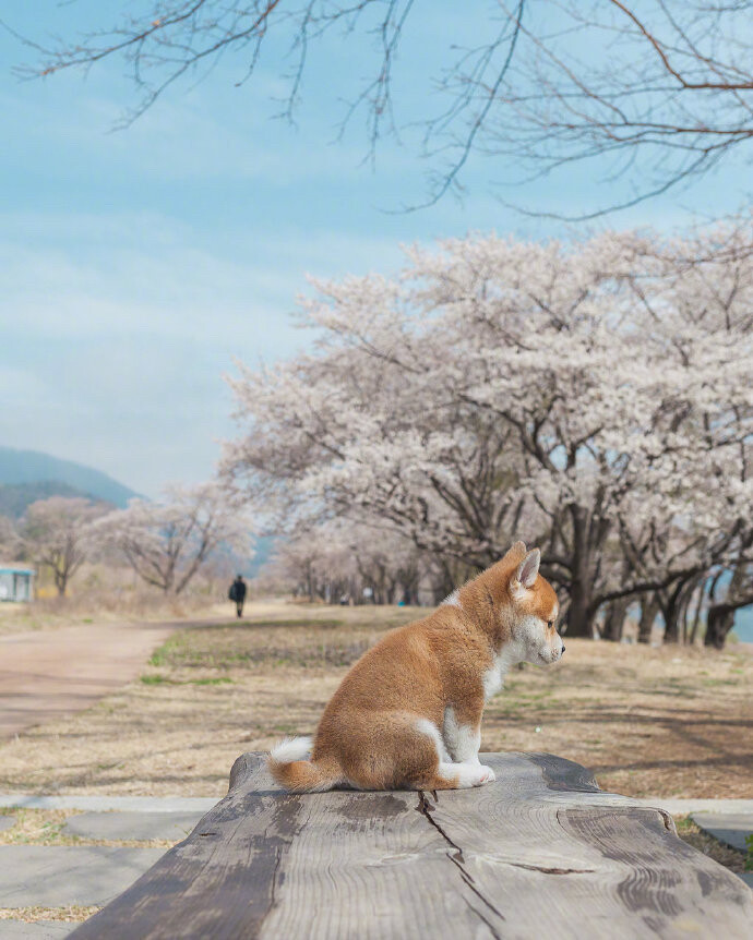 樱花树下的小柴犬