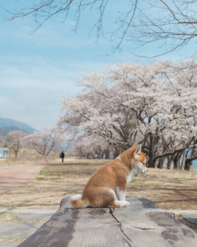 樱花树下的小柴犬