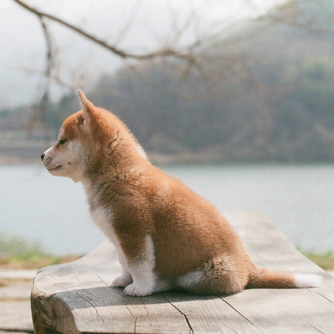 樱花树下的小柴犬