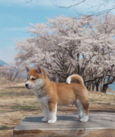 樱花树下的小柴犬
