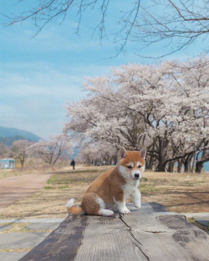 樱花树下的小柴犬