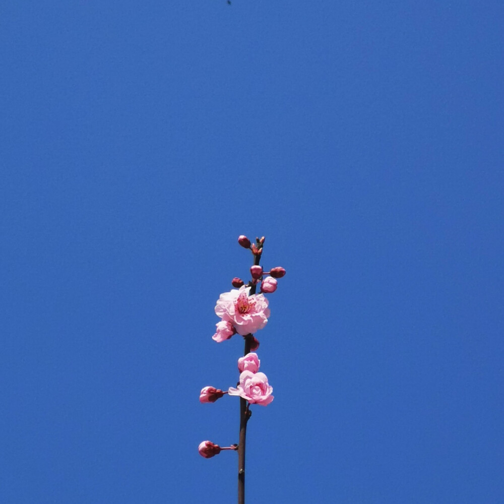 花草树木