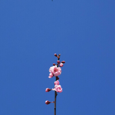 花草树木