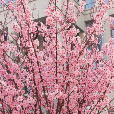 花草树木