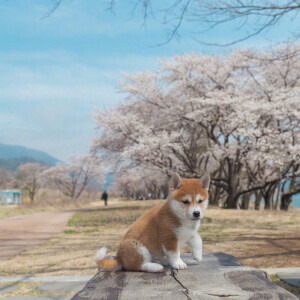 樱花树下的小柴犬