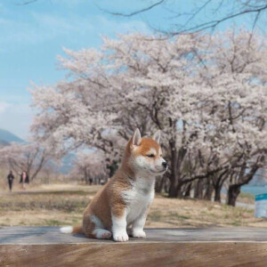 樱花树下的小柴犬