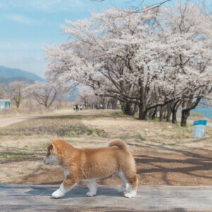 樱花树下的小柴犬