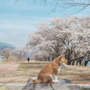 樱花树下的小柴犬