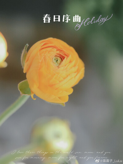 把春天搬回家里～
摄影@露露子_LuLu
#春天# ​​​