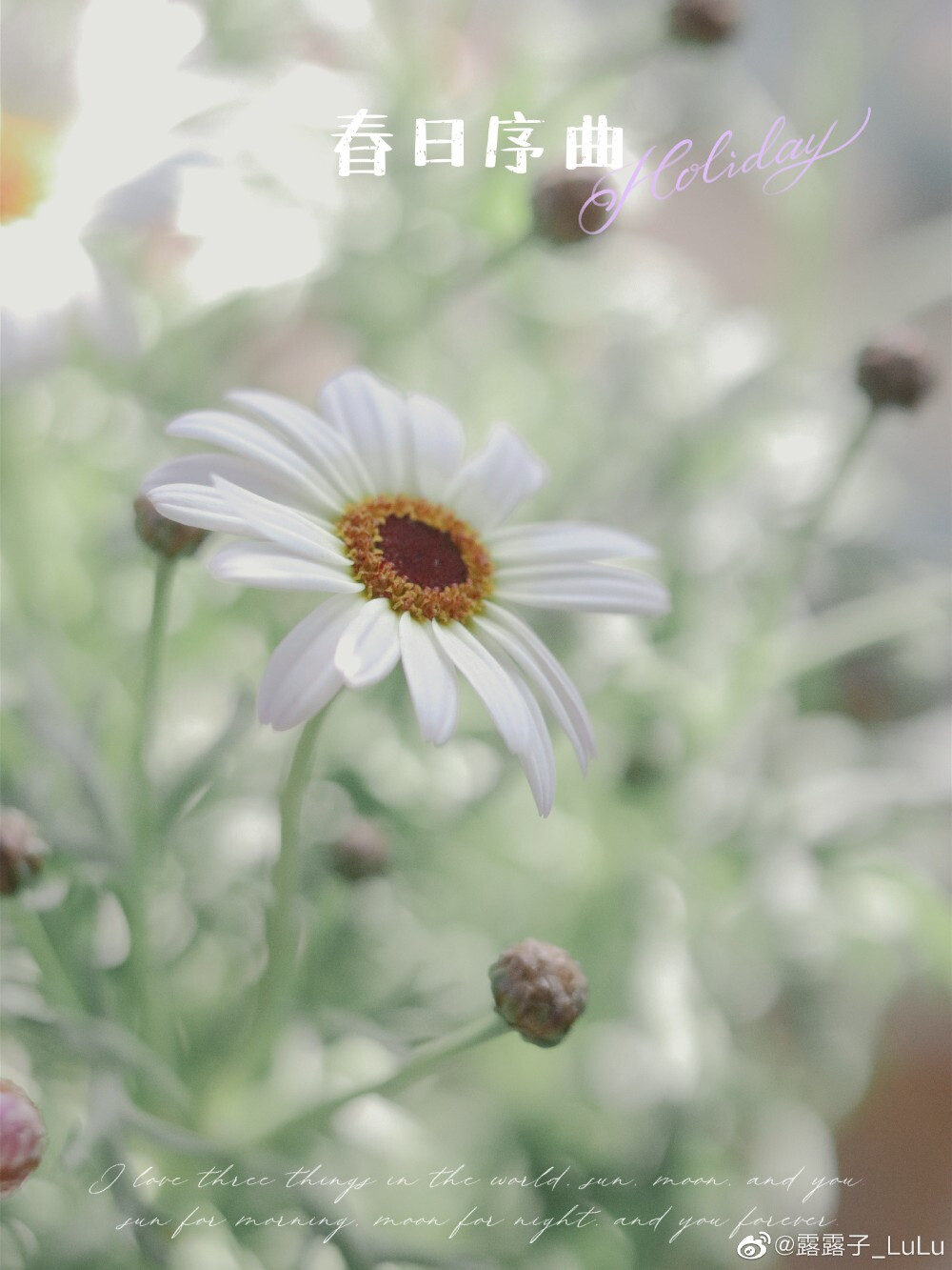 把春天搬回家里～
摄影@露露子_LuLu
#春天# ​​​