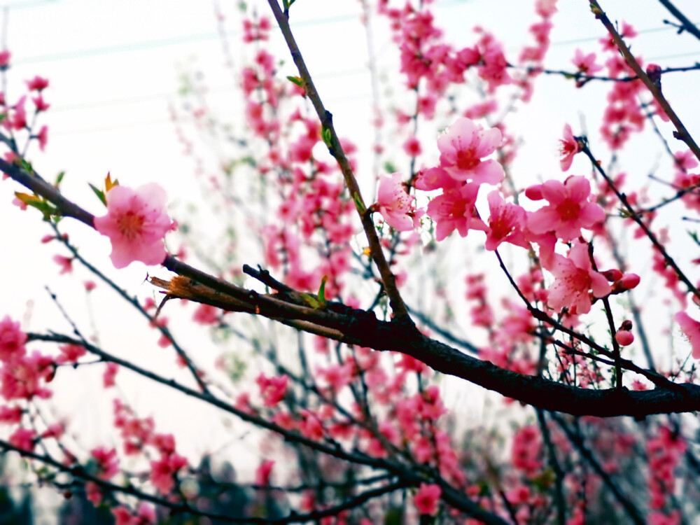 桃花 李花