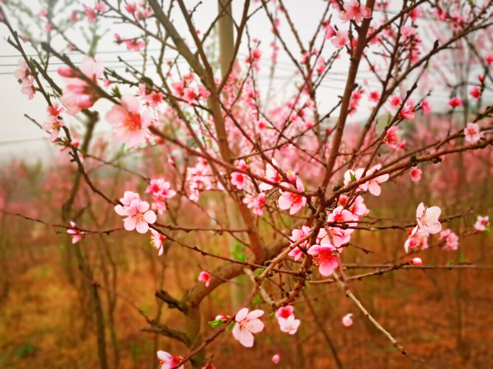 桃花 李花