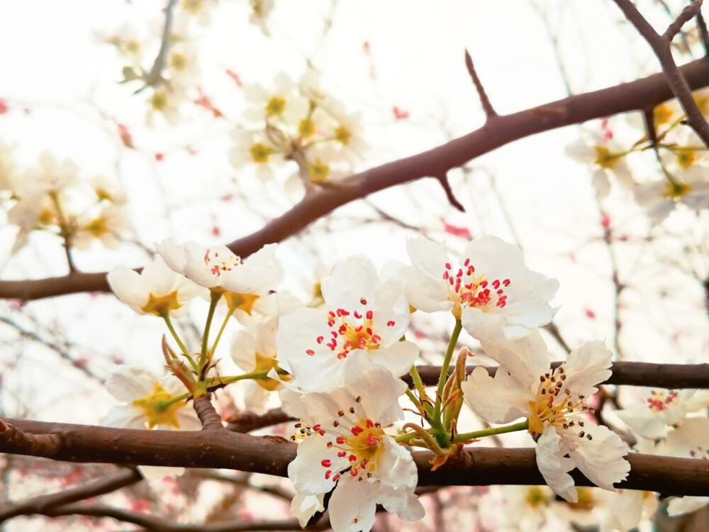 桃花 李花