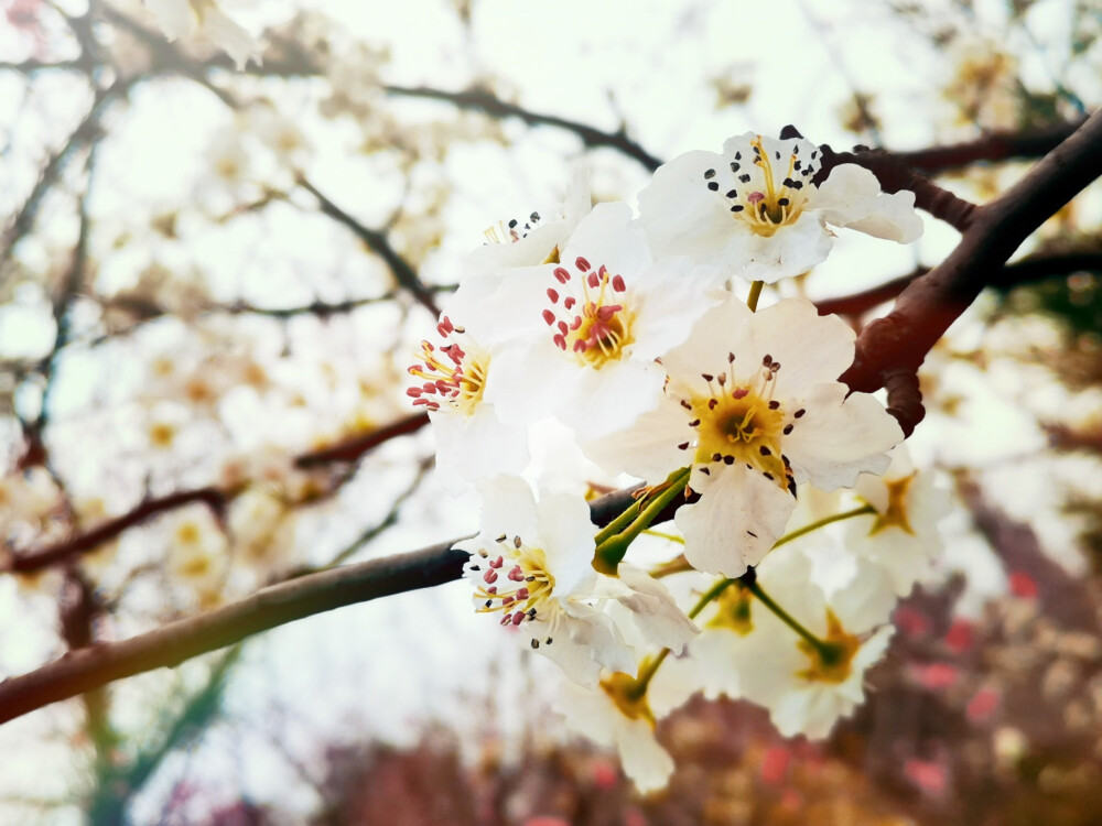 桃花 李花