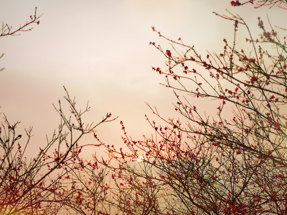 桃花 李花