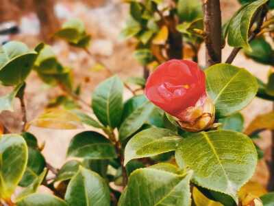 玉兰 棣棠 山茶