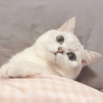 情头 猫 小猫