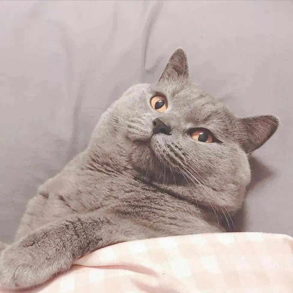 情头 猫 小猫