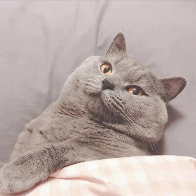情头 猫 小猫