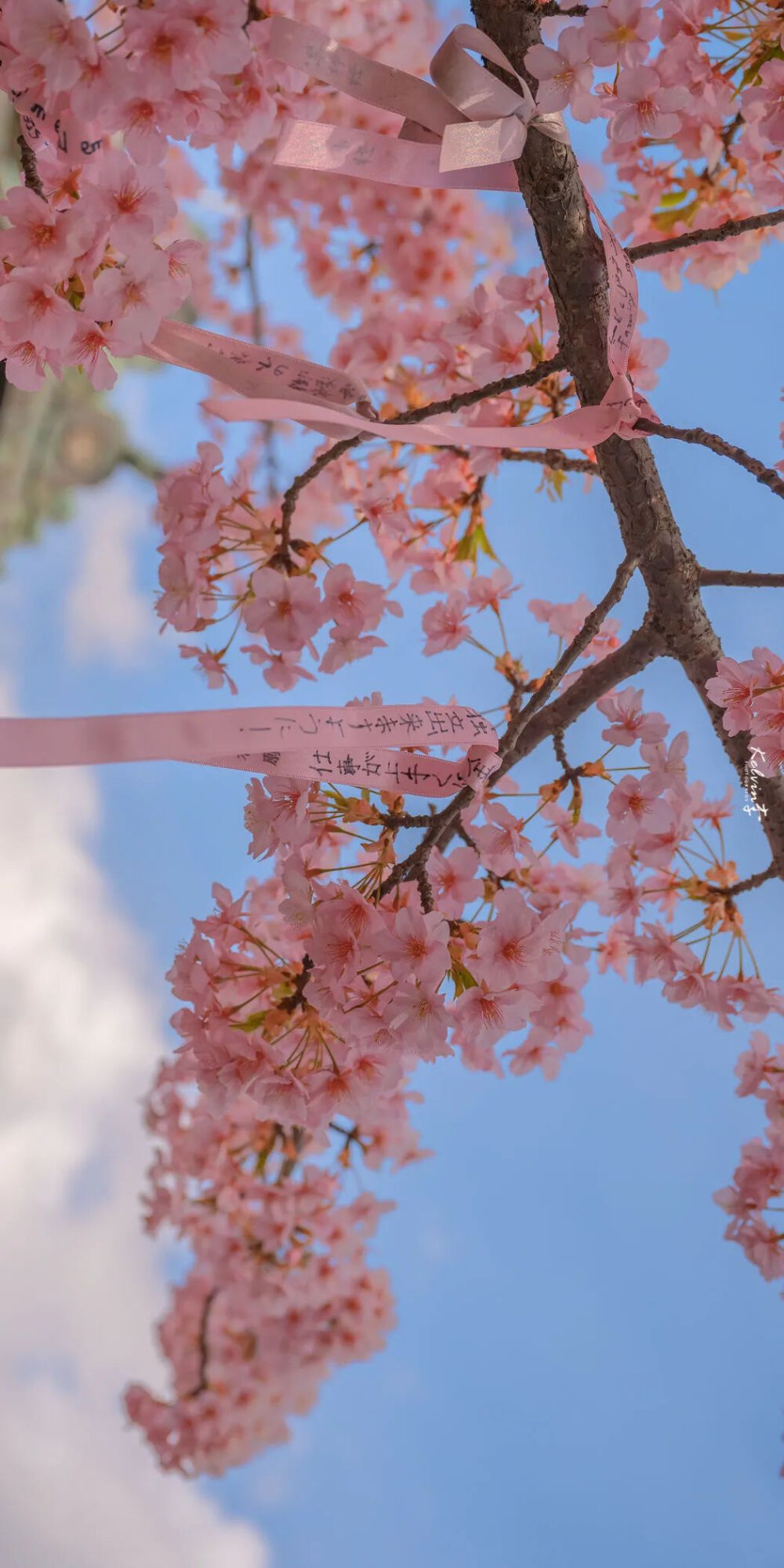 樱花 壁纸/背景图