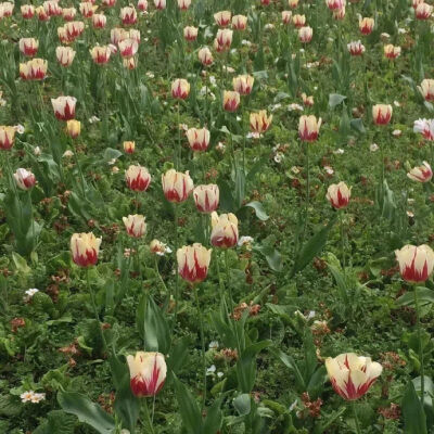 花朵 背景图
Flower?