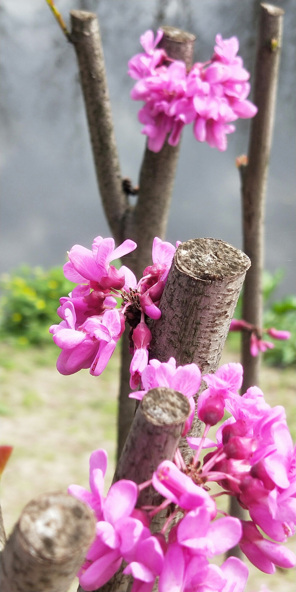 鲜花