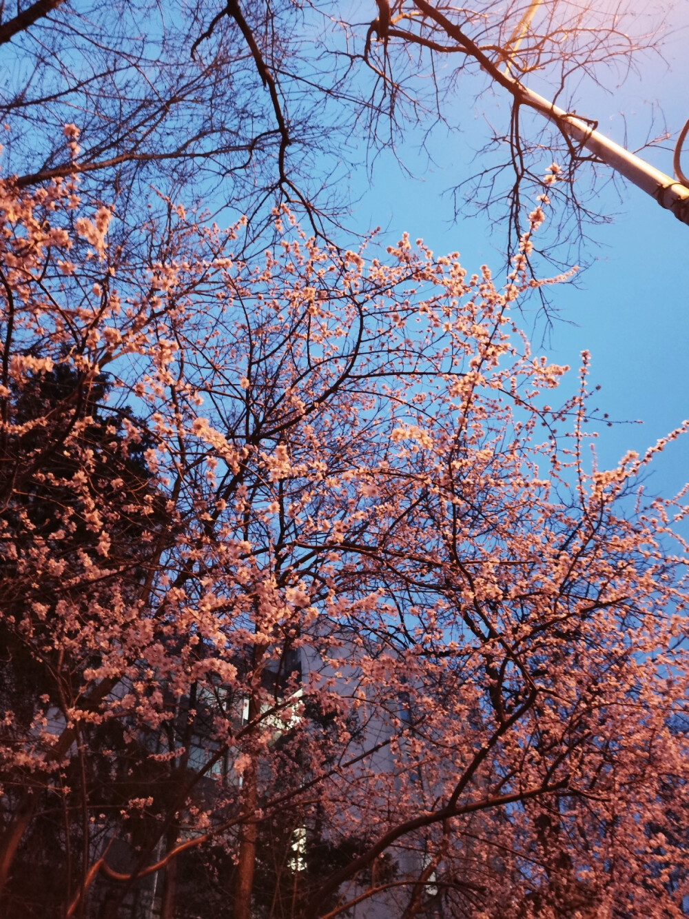 景 桃花 壁纸