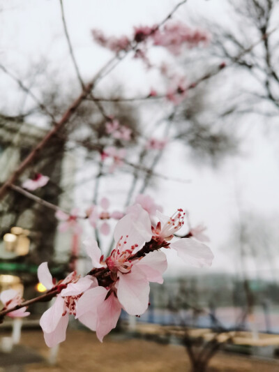 景 桃花 壁纸