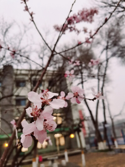 景 桃花 壁纸