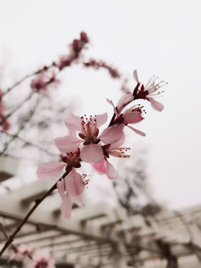 景 桃花 壁纸