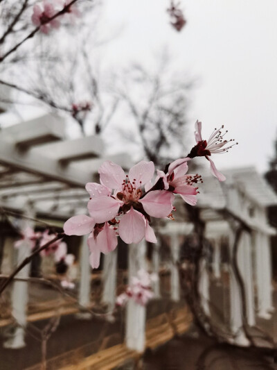 景 桃花 壁纸